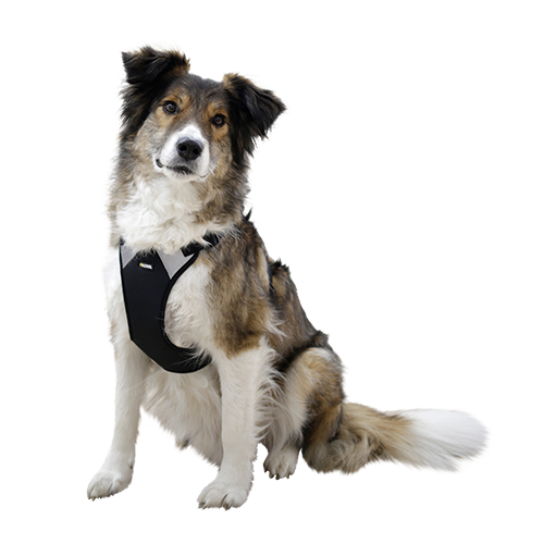 Hundegeschirr Pulsive – Hals 50–62 cm – Brust 56–74 cm – Kerbl