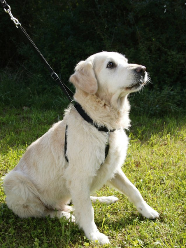 Hundegeschirr Maxi Leader - Hals 25-30 cm – Kerbl