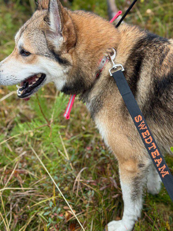Smycz Dla Psa - Deer Drag 4 m - Akcesorium Czarne – Swedteam
