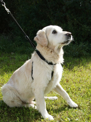 Hundegeschirr Maxi Leader – Hals 30-45 cm – Kerbl