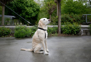 Hundegeschirr Maxi Leader – Hals 30-45 cm – Kerbl